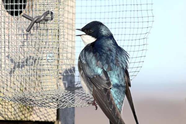 Shiny tree swallow — Stock Photo, Image