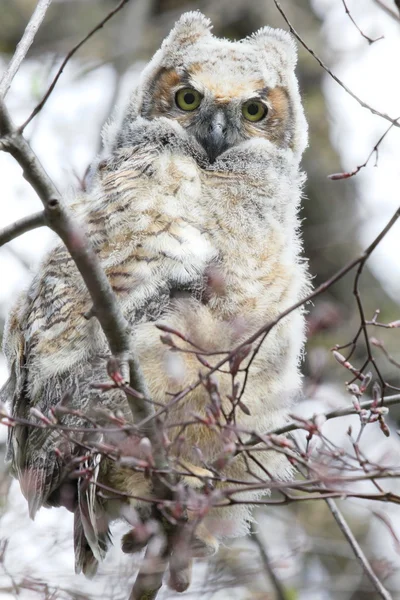 Bebé gran búho con cuernos — Foto de Stock