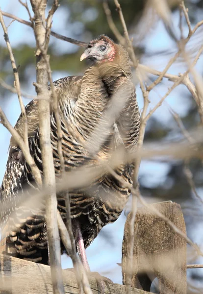 Pavo zombi — Foto de Stock