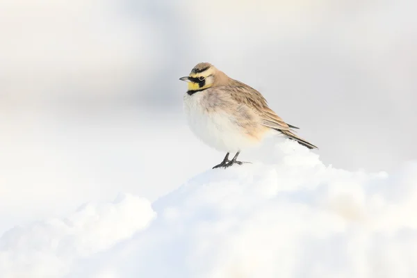 Horned lark i snö Stockbild