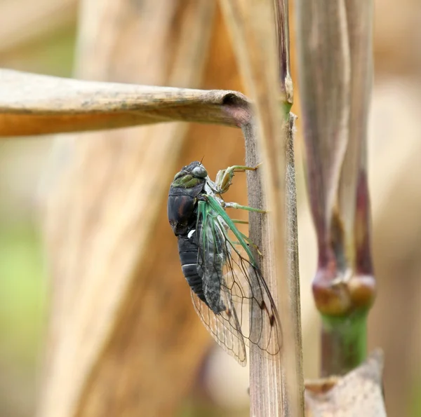 Cicada på majs stjälk Royaltyfria Stockfoton