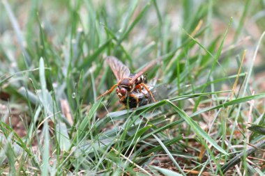 ağustosböceği katil ağustosböceği ile