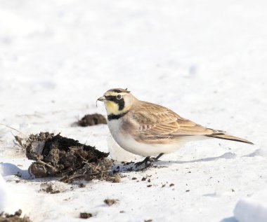 boynuzlu lark ve kaka