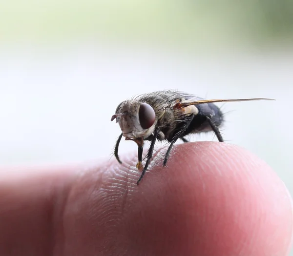 Fly и палец — стоковое фото