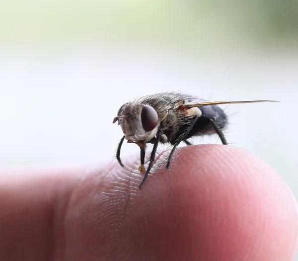 Fluga och finger — Stockfoto