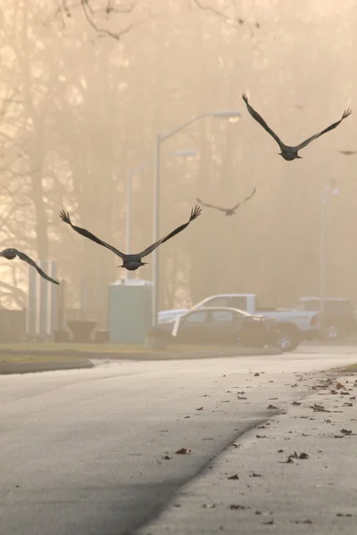 Buzzards flying away — Stock Photo, Image