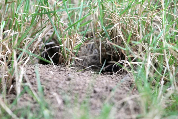 Cicada killer burrows — Stock Photo, Image