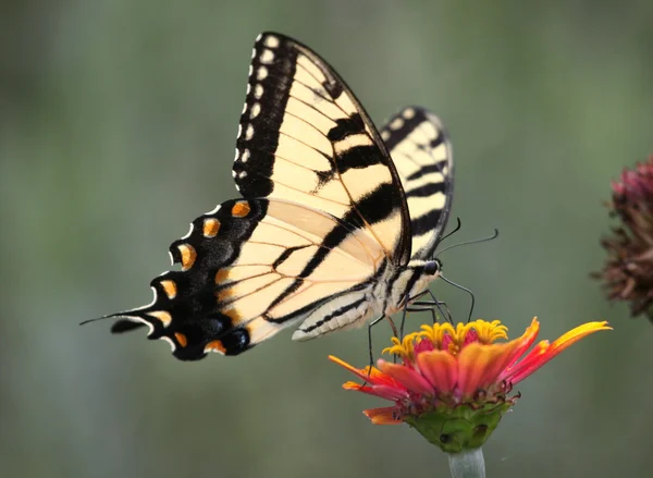 Tigerschwalbenschwanz auf Zinnie — Stockfoto