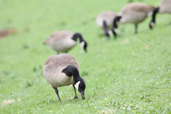 Foraging geese — Stock Photo, Image