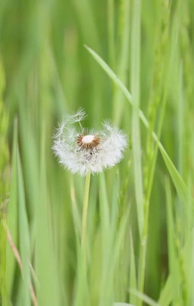 蒲公英在草 — 图库照片