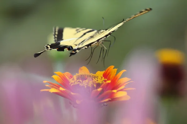 Tiger-stap-springen — Stockfoto