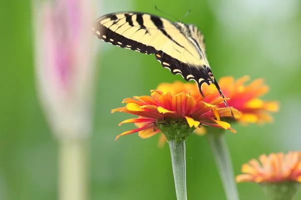 Tigerschwalbenschwanz & Zinnien — Stockfoto