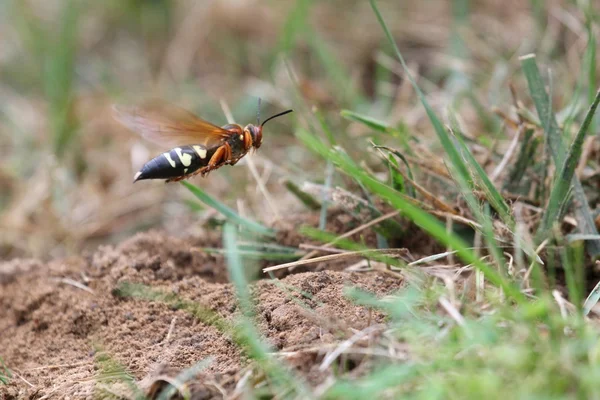 Cicada killer banan — Stockfoto