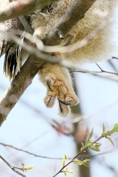 Owl talons — Stock Photo, Image