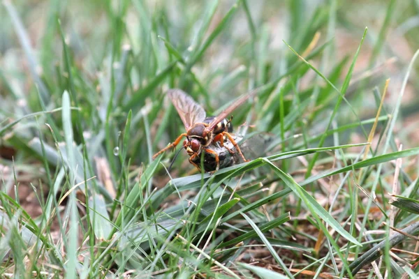 Cicade moordenaar met cicade — Stockfoto