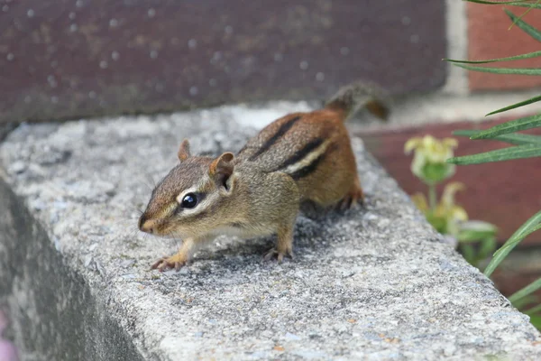 Chipmunk midstride — Stock fotografie