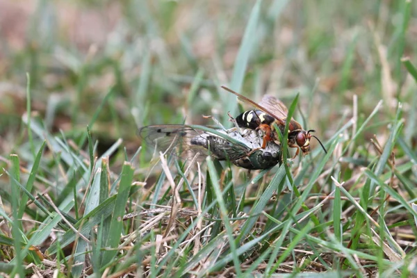 Cicada mördare med byte — Stockfoto