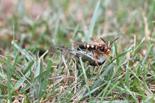 Cicade moordenaar met cicade — Stockfoto