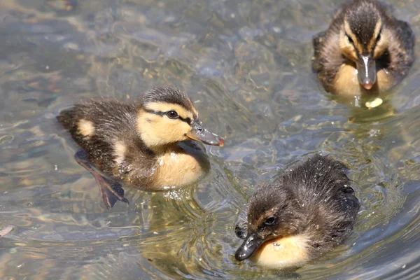 Three little ducks — Stock Photo, Image