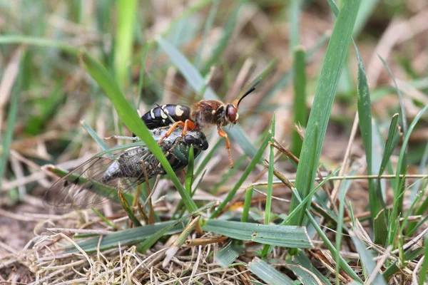 Cicada killer & Cikada — Stockfoto