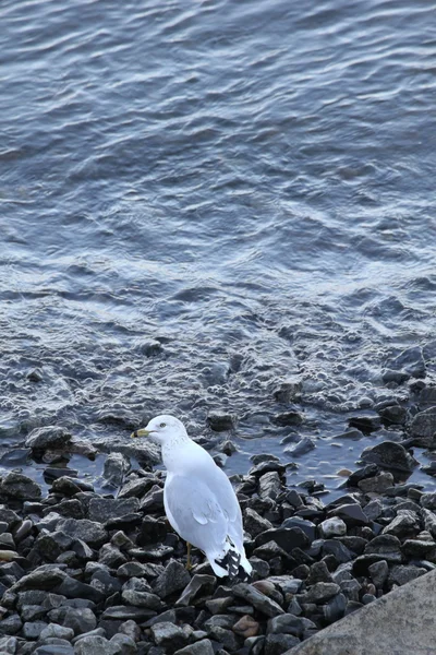 岩石上的海鸥 — 图库照片