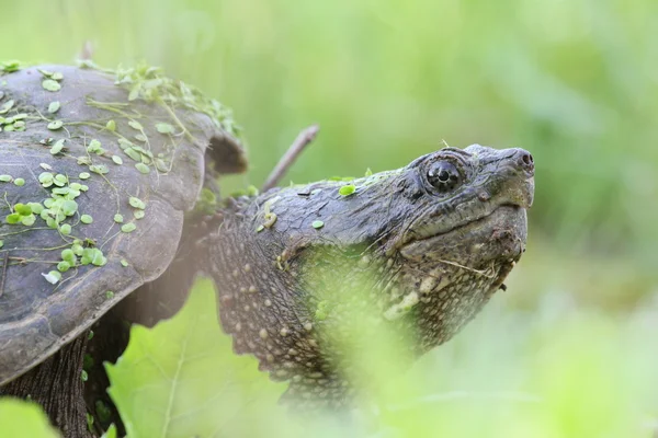 Retrato de tortuga chasquido — Foto de Stock