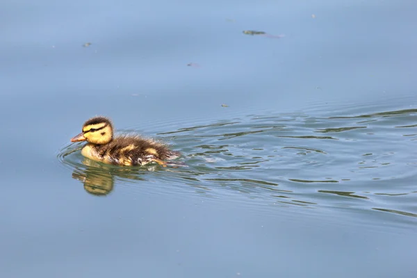 Little duckling — Stock Photo, Image