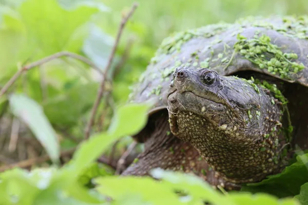 Snapping turtle — Stock Photo, Image