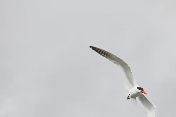 Tern. — Foto de Stock