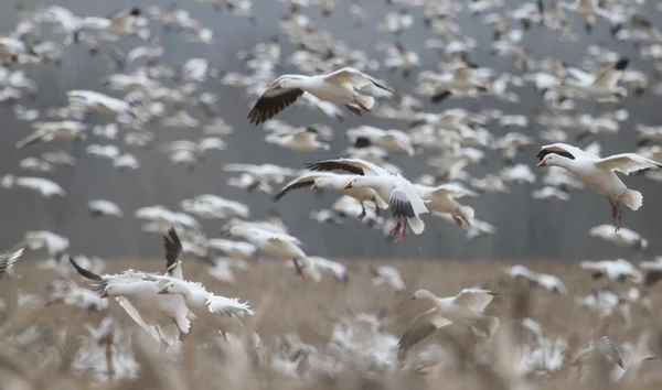 Descending snow geese — Stock Photo, Image