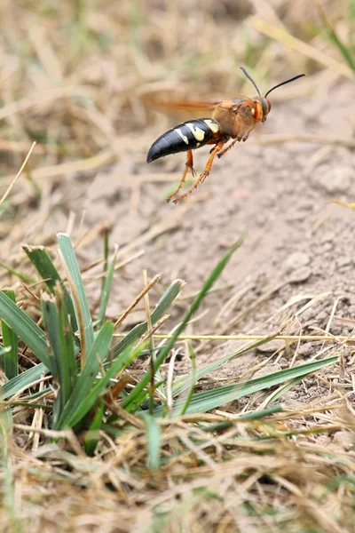 Cicada killer start — Stockfoto