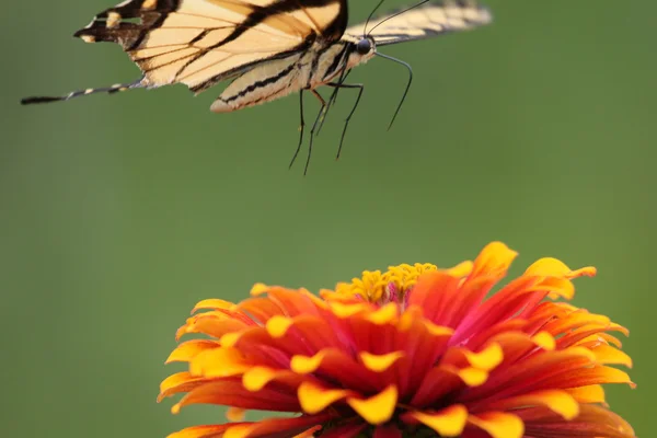 Swallowtail atlama — Stok fotoğraf