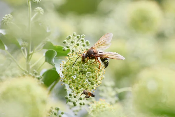 Cicada killer & honeybee — Stock Photo, Image