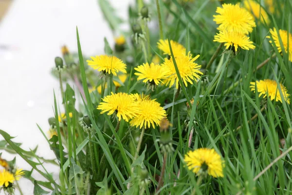 stock image dandelions and sidewalk