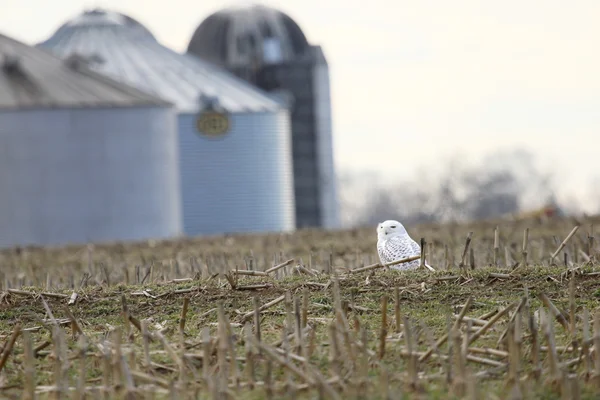 Gufo delle nevi nel campo di grano — Foto Stock