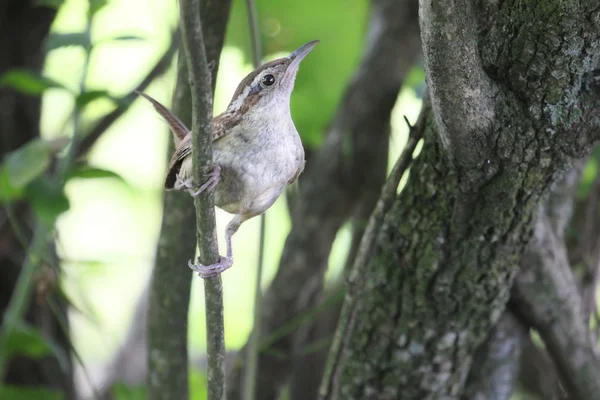 Perky wren — Stock Photo, Image