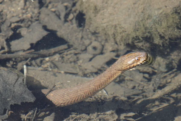 Cobra de água na água — Fotografia de Stock