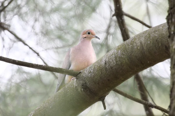Mourning dove w pine — Zdjęcie stockowe