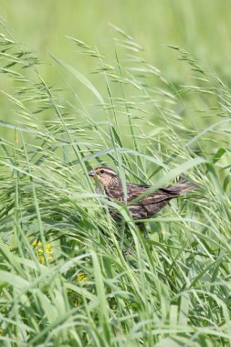 Gözatma redwing