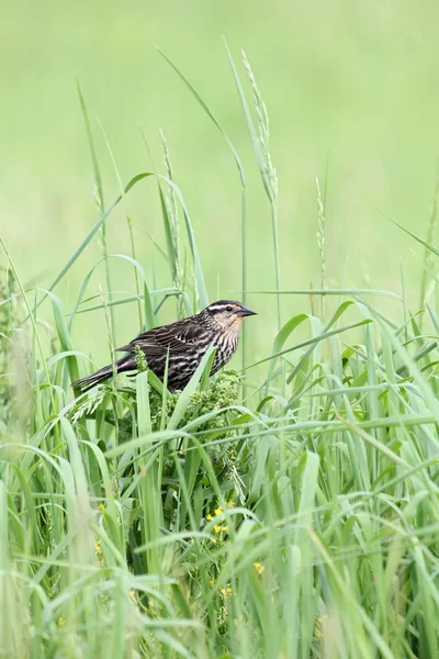 Hiding redwing — Stock Photo, Image