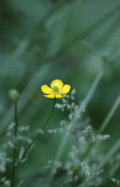 Buttercup — Stock Photo, Image