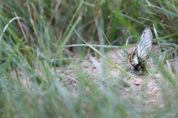 Cicada carcass — Stock Photo, Image