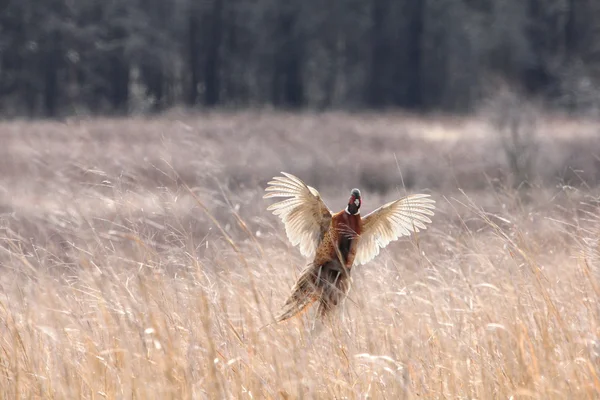 Pheasant in flight — Stock Photo, Image