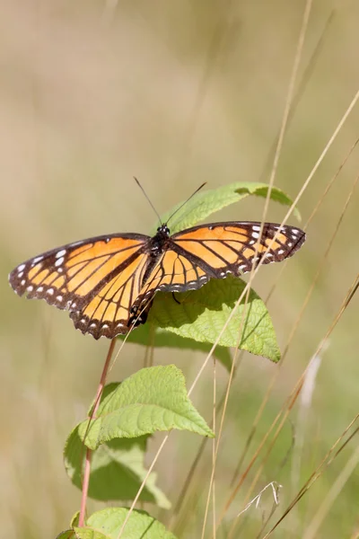 Mariposa sobre malezas — Foto de Stock