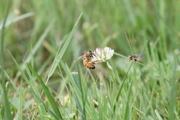 Twee bijen — Stockfoto