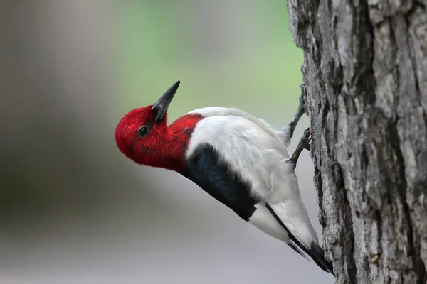 Pájaro carpintero pelirrojo — Foto de Stock