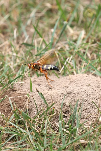 Cicada killer på håla — Stockfoto