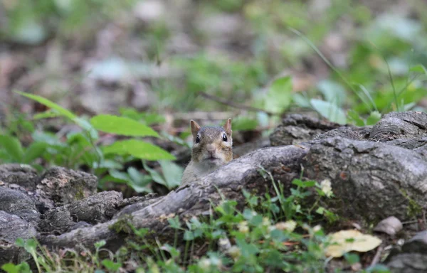 Olhar de esquilo — Fotografia de Stock
