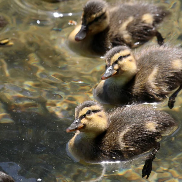 Curious ducklings — Stock Photo, Image