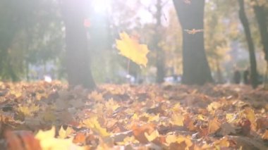Sonbaharda doğa. Akçaağaç Yaprakları. Ormanda Yürüyüş ya da Sonbaharda Park. Yellow Fallen Leaves 'in arka planı. Turuncu yapraklarla kaplı bir yer. Sonbahar Paleti. Ağır çekim. Kapat.